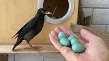 [Động vật]Một con chim bướng bỉnh cố gắng đẻ trứng