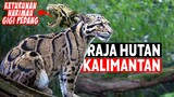 Macan Dahan Kalimantan - Raja Hutan Kalimantan yang Mulai Kehilangan Singgahsananya