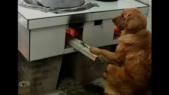 This dog... made me laugh for 2 minutes and 55 seconds!