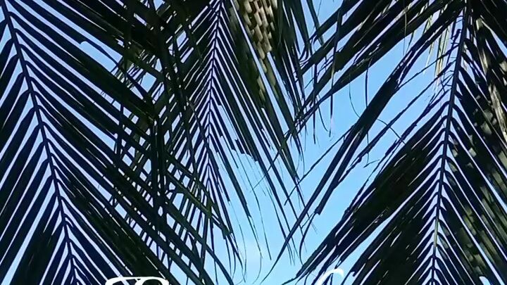 manila bay beach 🏖️