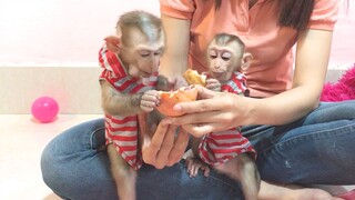 Mino and Coconut very much enjoyed pomegranate fruit