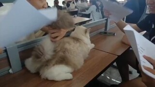 This is what a cat surrounded by love actually looks like.