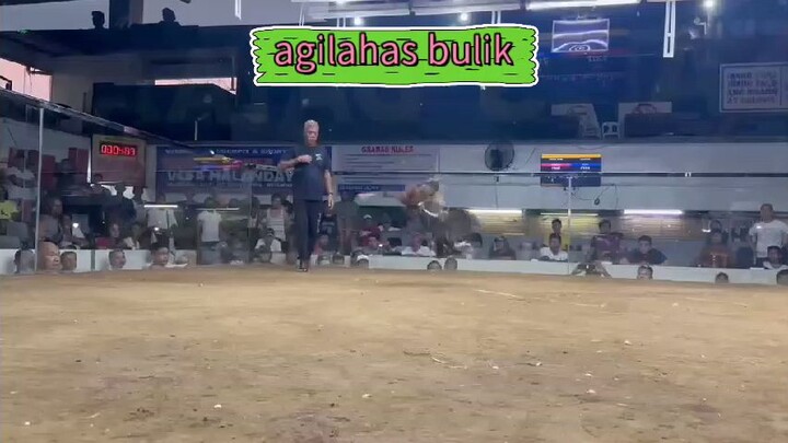 agilahas bulik