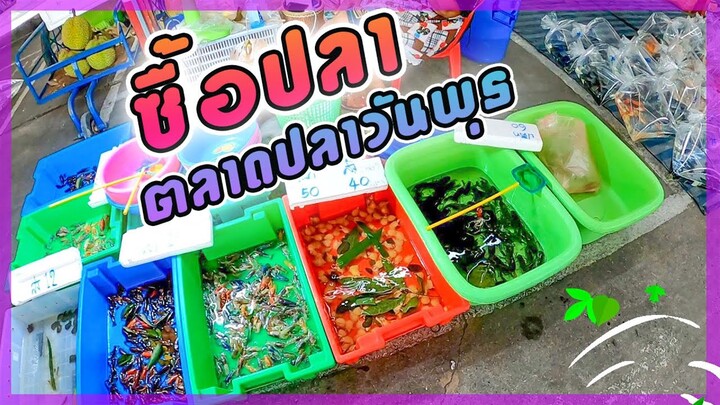 ตลาดลานปลา จตุจักร