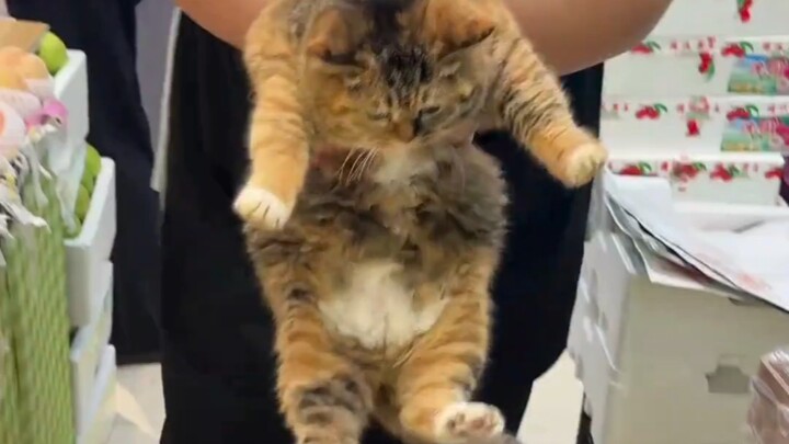 بسبب القط الصغير، بدأت أتناول الفواكه بشكل متكرر