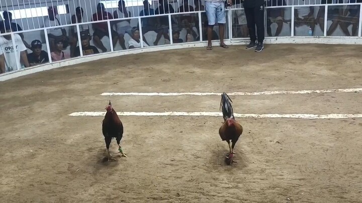 3-Cock Derby May 19, 2025- WWL (Loss)