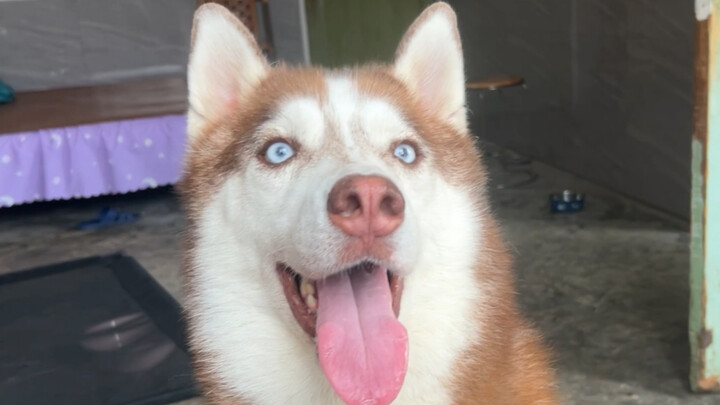 Border Collie: You silly mutt, you can’t even taste the medicine!