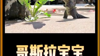 การ์ตูนเพื่อการศึกษาสำหรับเด็ก: ลูกของ Godzilla