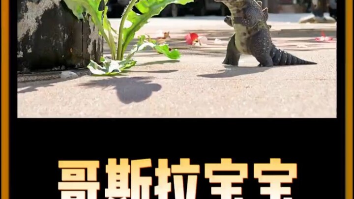 Phim hoạt hình giáo dục thiếu nhi: Em bé Godzilla