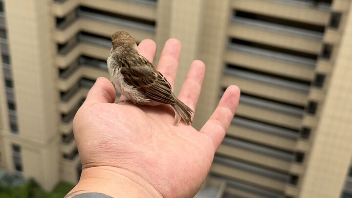 مسار إعادة ميلاد العصفور التالي... حقًا مليء بالمصائب والمحن!