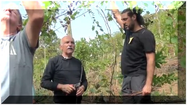 1° PARTE PODA DE VIDEIRA  - CAMPO LIMPO PAULISTA SP 672aafoi