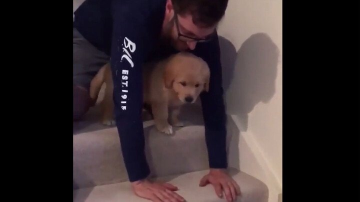 The little golden retriever was afraid to go down the stairs, so the owner showed him how