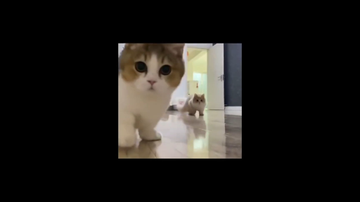 Funniest Pets Compilation Video  - Make you Laugh