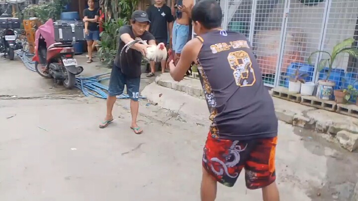 bakiki from Masbate