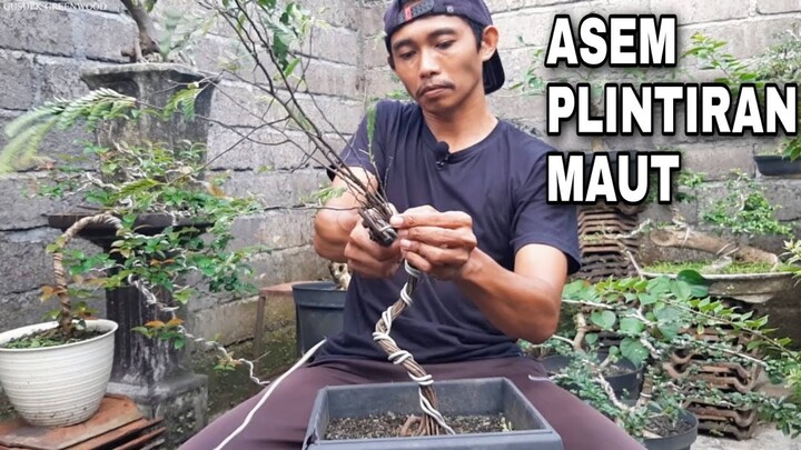 Membuat Bonsai Asem