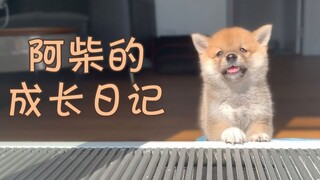 Ultimate Healing: A Shiba Inu's Growth Record from 8 Weeks to 1 Year Old