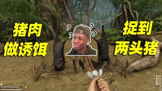 I set a trap using two pieces of pork and actually caught two wild boars!