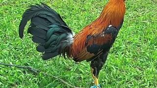 Peruvian Gamefowl