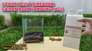 EKSPERIMEN: CACING BELUT vs CAIRAN ASAM LAMBUNG