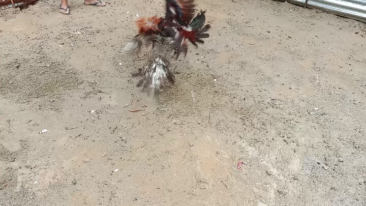 naka tyamba