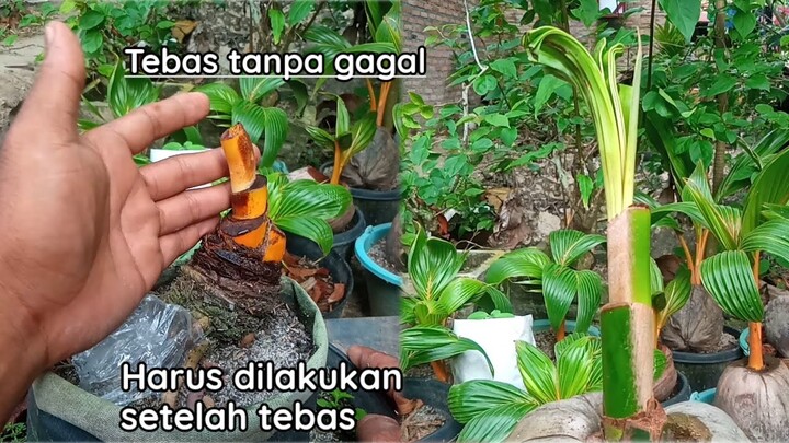 HASIL TEBAS TUMBUH DENGAN BAIK | Perawatan yang harus di lakukan setelah tebas