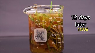 Observing Microorganisms in Dirty Water Under a Microscope: Changes Before and After Boiling