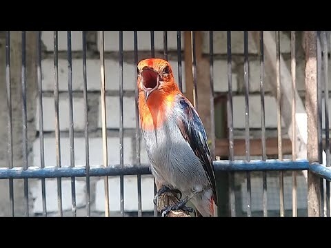 CABE CABEAN LEBIH PEDAS DARI SEBELUMNYA BUAT MASTERAN AMPUH || Suara Burung Cabe,Kemade,Gacor