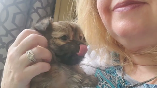 Odette the Mi-Ki Puppy อายุ 6 สัปดาห์