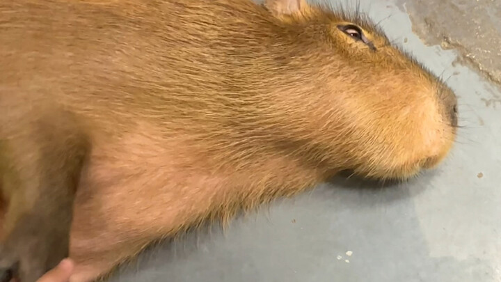 当我发现一只随地大小躺的水豚！