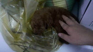 poodle công chúa ngủ trong bọc || Poodle princess sleeping in the wrap #husky #poodle #thucung #pets