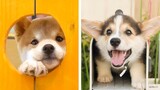 8+ Minutes of Cute & Funny Puppies that Will Make Your Day Full of Happiness 😍💕| Cutest Puppy