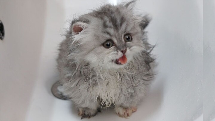 Which little kitten sticks out its tongue while taking a bath!