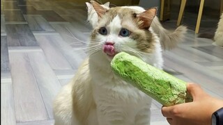 I am the most normal person in the cat cafe