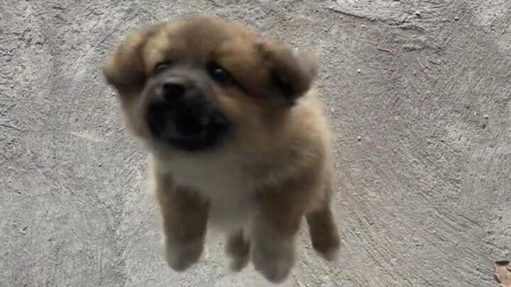 Let me perform the Flying Little Repair Dog for everyone!