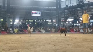 WHITEDOM IN ACTION BUSTOS COLISEUM