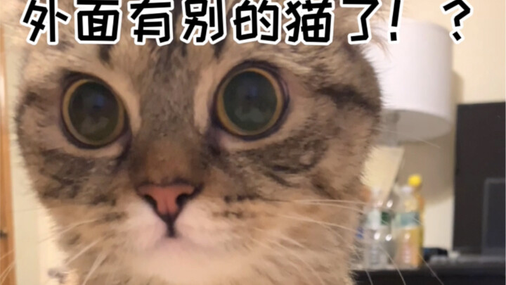 当猫发现你外面有别的猫了