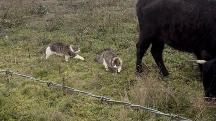 My Cow Escaped (Long Video)