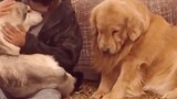 Compilation of dogs getting jealous and their expressions