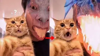 This cat is scared when its owner becomes a dragon