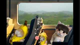 改签的香蕉猫独自坐高铁
