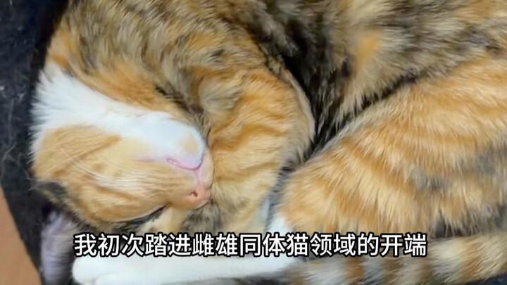 เกี่ยวกับแมวของบ้านฉัน..
