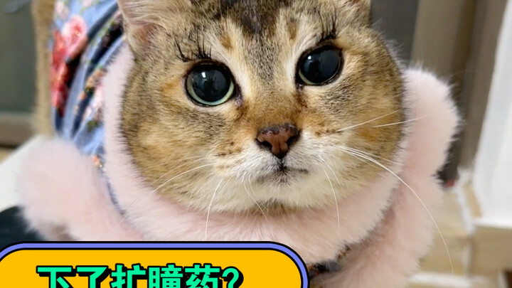 Stop saying I put pupil-dilating drops in Sister Mei’s eyes! That’s way too much!