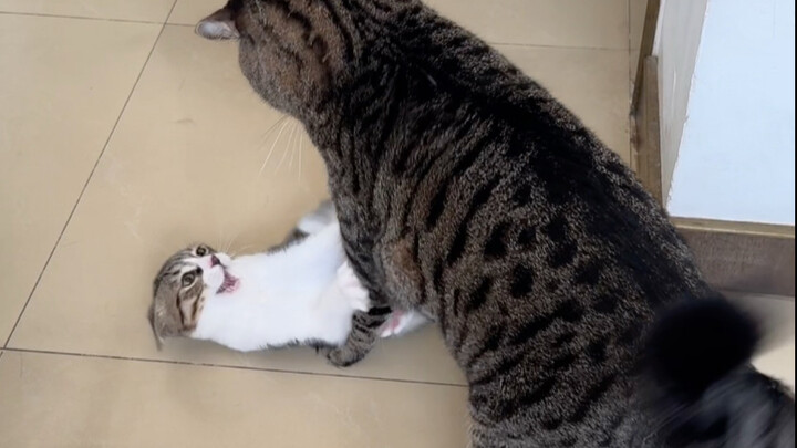 Perebutan gelar putra mahkota, memang selalu seperti ini.