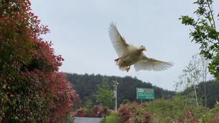 Testing Cole Duck's Awesome Flying Ability