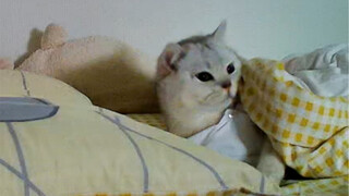 Can't delay too long, because there's a little kitten waiting for me in the cozy bed.