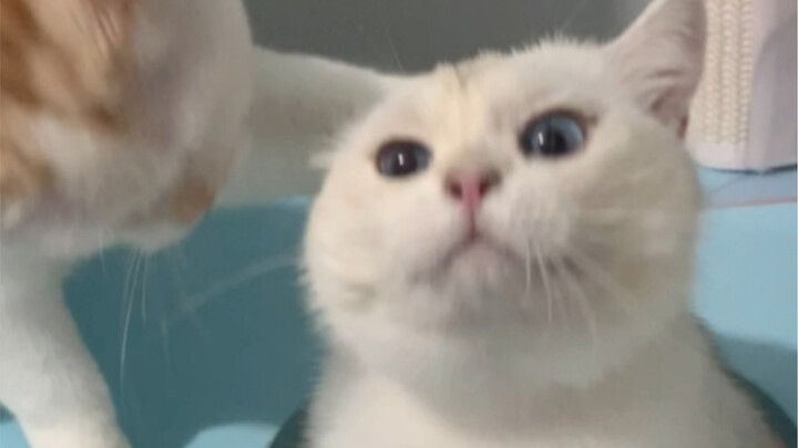 Changes in a Cat’s Combat Power After Spaying/Neutering