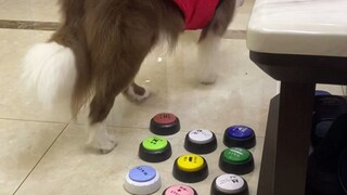 يا للهول، أصبح شو باو الآن بارعًا جدًا في صياغة الجمل!