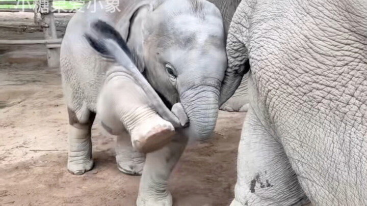 Gajah kecil sangat suka memainkan ekor kakak perempuannya, menggoyang-goyangkannya dengan penuh sema