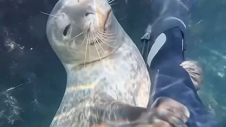 The seal has perfectly solved the problem of there being no puppies in the sea!
