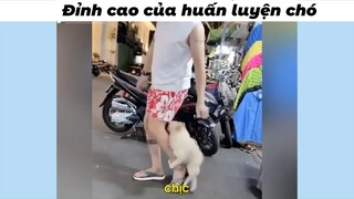 vaiz ạ huấn luyện kiểu j zậy #haihuoc #funny